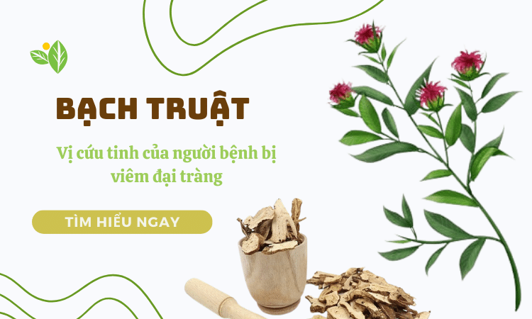 Bạch Truật - Vị cứu tinh của người bệnh bị viêm đại tràng