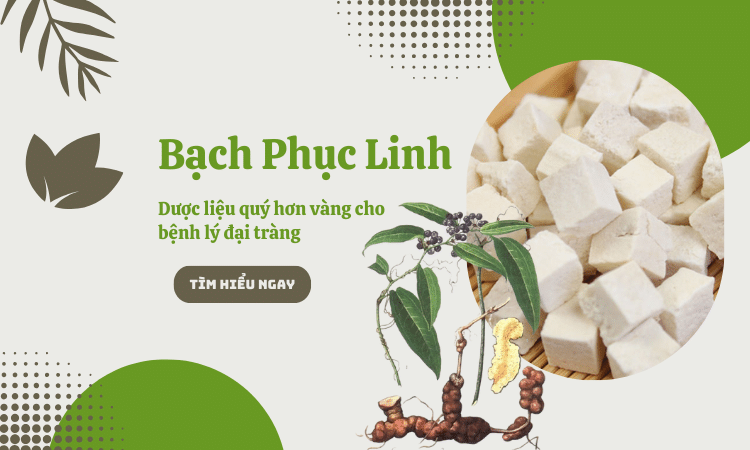 Bạch phục linh - Dược liệu quý hơn vàng cho bệnh lý đại tràng