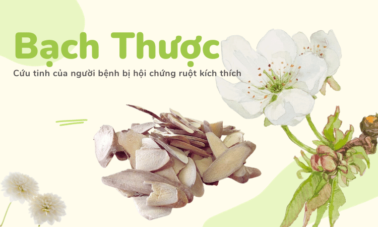 Bạch thược - Cứu tinh của người bệnh bị hội chứng ruột kích thích