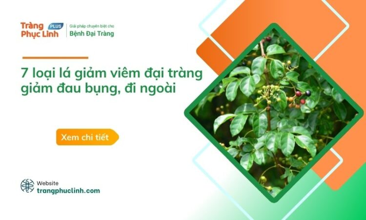 Viêm đại tràng uống lá gì? 7 loại lá tốt nhất giúp giảm đau bụng, đi ngoài